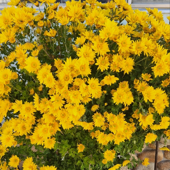 💕Por favor, dale me gusta a esta publicación para mis fiestas en español - Picture 15 of 16